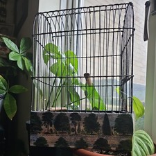 VINTAGE SMALL WIRE FRAME SONG