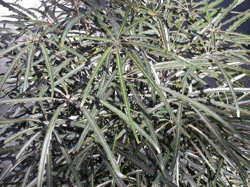 Schefflera - , (dizygotheca)