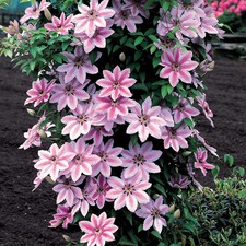 Clematis 'Nelly Moser in 9cm