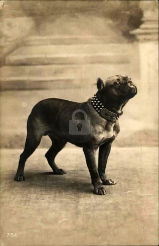 Adorable french bulldog bull - adorable,