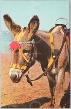 Vintage Postcard Donkey Beach