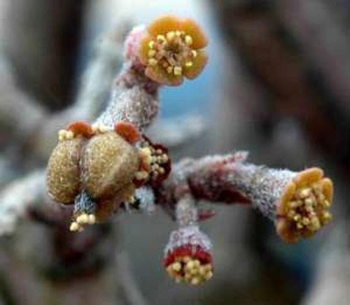 Euphorbia platyclada rare - platyclada,