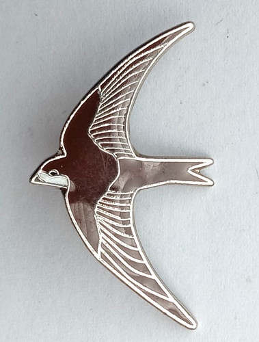 Swallow swift bird - bird, nature
