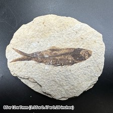 Knightia alta Fossil Fish in