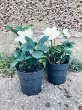 2 x Autumn/Winter Cottage