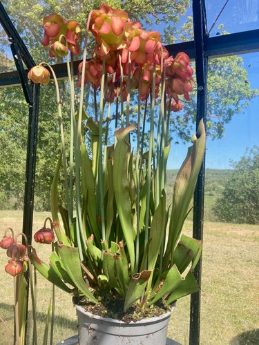 Live sarracenia division from - live,
