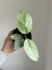 Hoya coriacea silver- 10.5cm