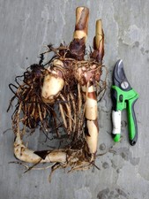 Canna Stuttgart Exotic Jungle