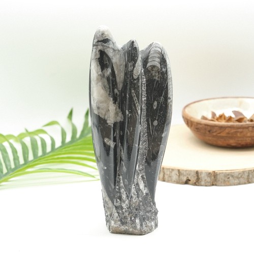 Large orthoceras fossil - large,
