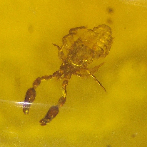 Pseudo scorpion with mite - scorpion, and