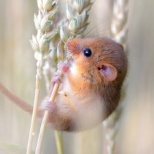 Natural History Museum Field