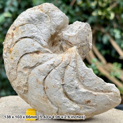 Cenoceras fossil nautilus - cenoceras,
