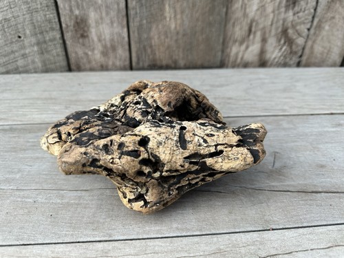 Natural piece driftwood for - of,