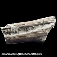 Rare Ichthyosaur Jaw Fossil