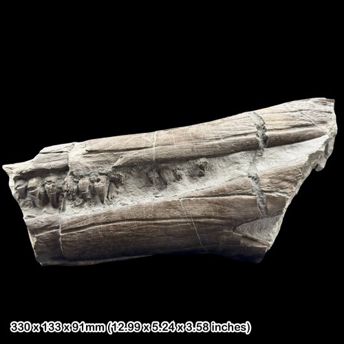 Rare ichthyosaur jaw fossil - rare,