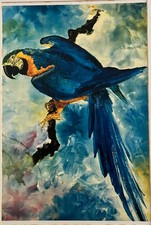 Macaw Parrot Animal Bird Blue