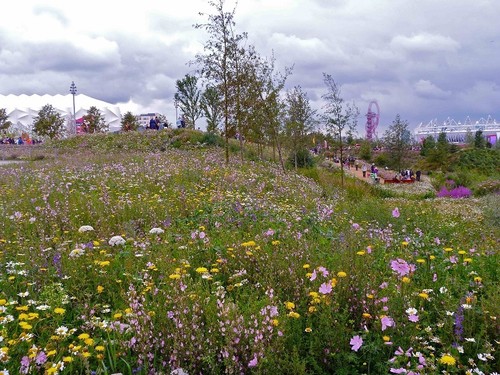 Ancient british meadow wild - ancient,