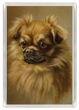 TIBETAN SPANIEL DOG FRIDGE