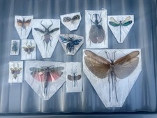 An Assortment of insects for framing & domes. Specimens on card