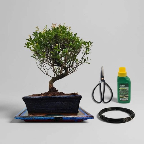 Brush cherry bonsai tree - tree, in