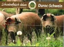 Picture Postcard:;Duroc Pigs