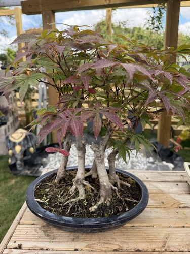Maple forest bonsai - maple,