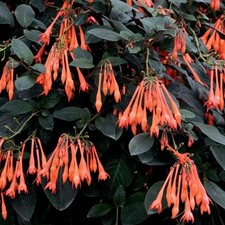 Fuchsia triphylla Thalia 9cm Pot Reliably root hardy UK zone 9 Outdoor Grown