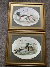 Pair of Vintage Framed Prints Of Ducks Mallards Shelducks In Vintage Gilt Frames