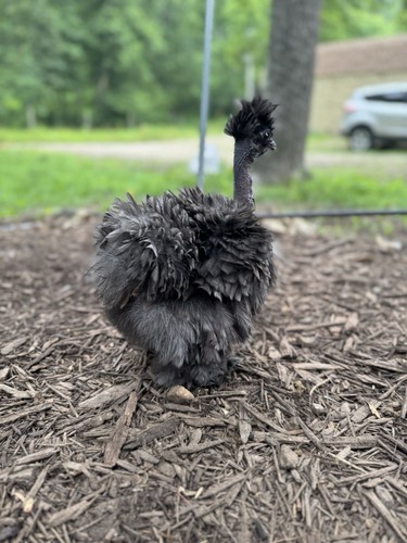 Silkie hatching eggs with - hatching,