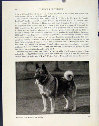 Old vintage print dog - vintage,