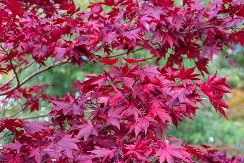 Japanese red leaf - leaf, tree