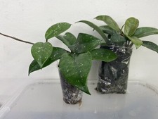 Hoya carnosa, Healthy and well