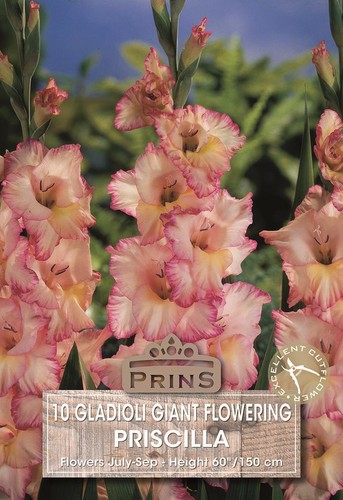 Gladioli priscilla summer - 'priscilla',