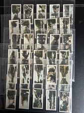 CAVANDERS-FULL SET- BEAUTY