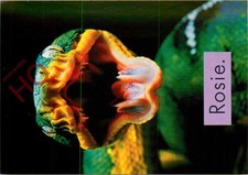 Picture Postcard>>Anti Smoking Campaign, Snake 'Rosie'