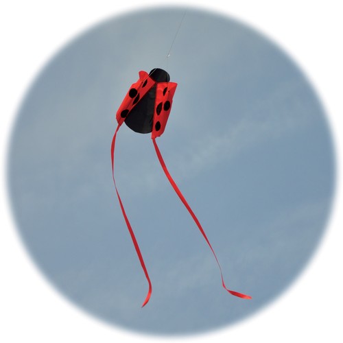 Spirit air pocket - of, ladybug