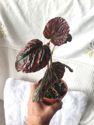 Begonia brevirimosa young - brevirimosa,