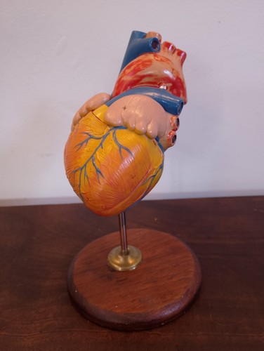 Scientific human anatomy - scientific,