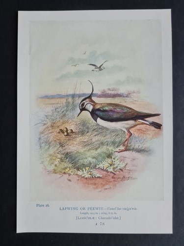 Antique 1910 print lapwing - antique,