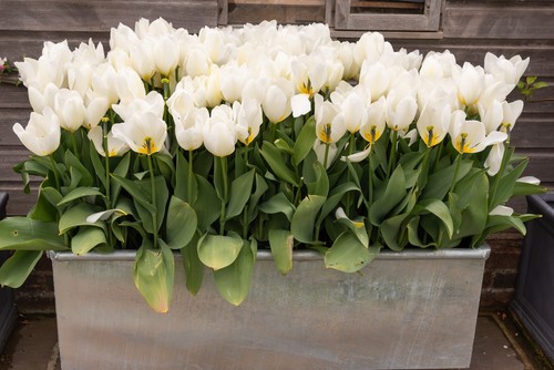 Tulip bulbs multiple - bulbs, varieties