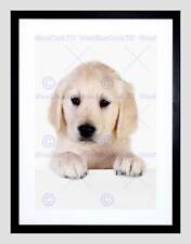 PUPPY BABY GOLDEN RETRIEVER DOG PET BLACK FRAMED ART PRINT PICTURE B12X8803