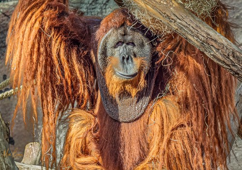 Wall art orangutan czech - wall, "orangutan"
