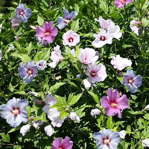 Hedging pack hibiscus - hedging,