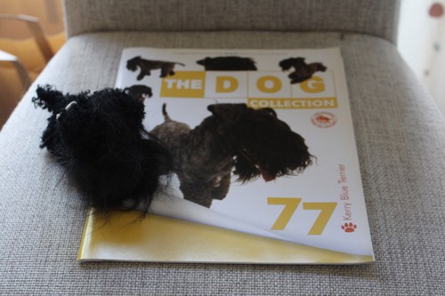 Kerry blue terrier - 77,