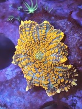 orange Mushroom Marine Coral