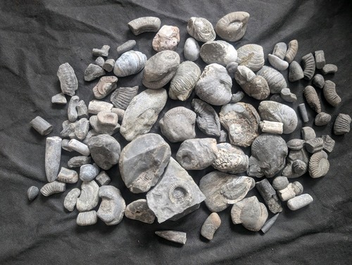 Mixed jurassic fossil bundle - jurassic,