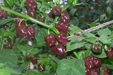 Vegetable - Pepper - Habanero Chocolate (Chilli) - 20 Seeds