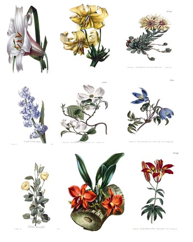 Vintage botanical illustration - botanical,
