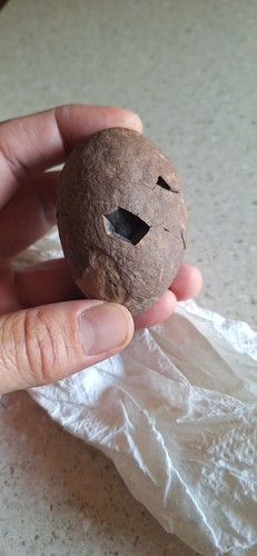 Dinosaur egg