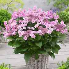 HYDRANGEA Doppio Rosa